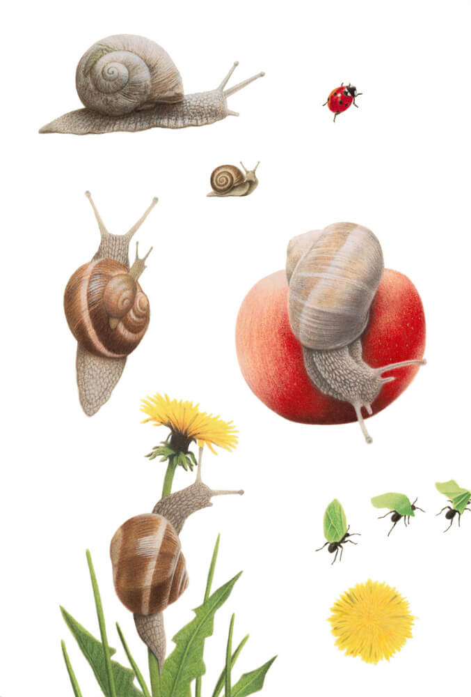 Bild, Kunst von Quint Buchholz, Kunstdruck,  Schnecken auf Pflanze, auf Apfel, Ameisen, Marienkäfer